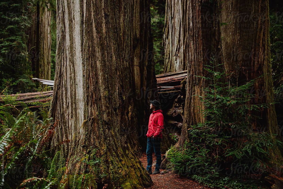 Walking through the redwoods
