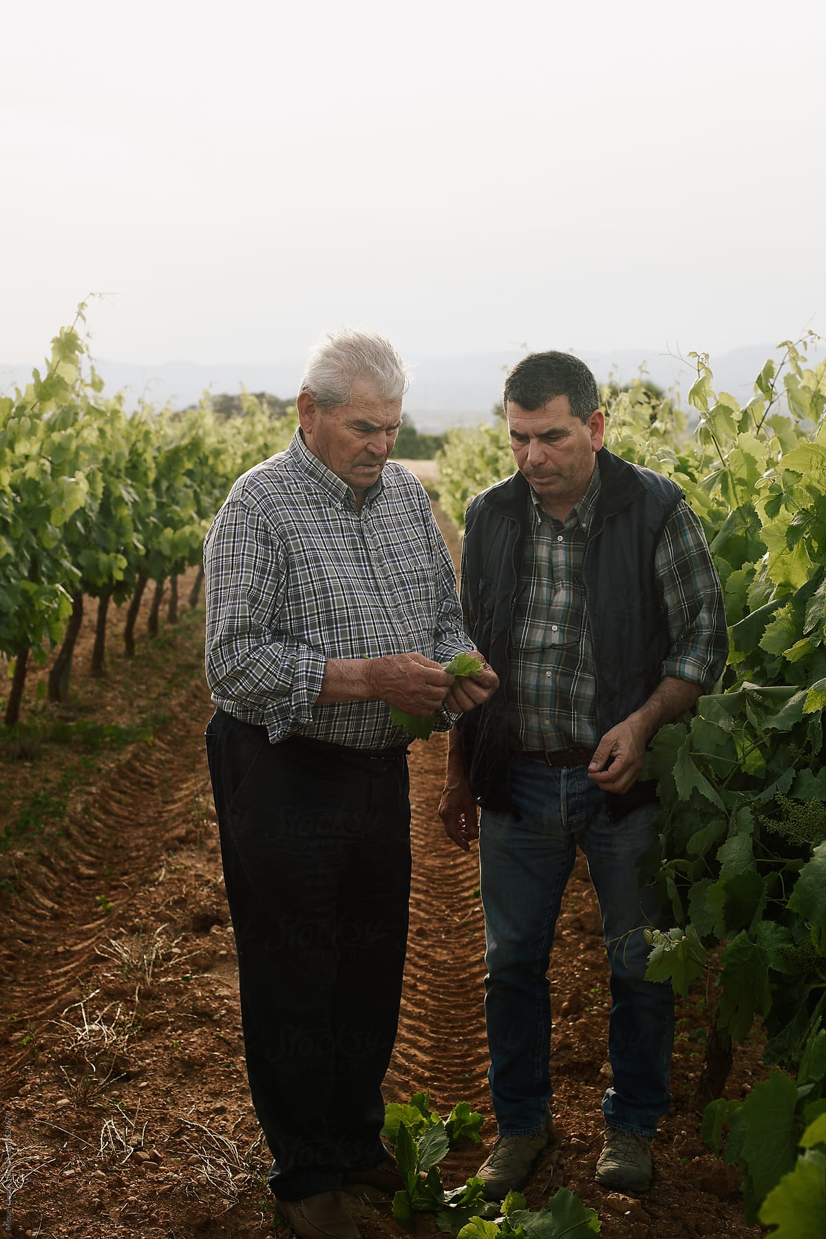 Father and son checking the leaves of the vines