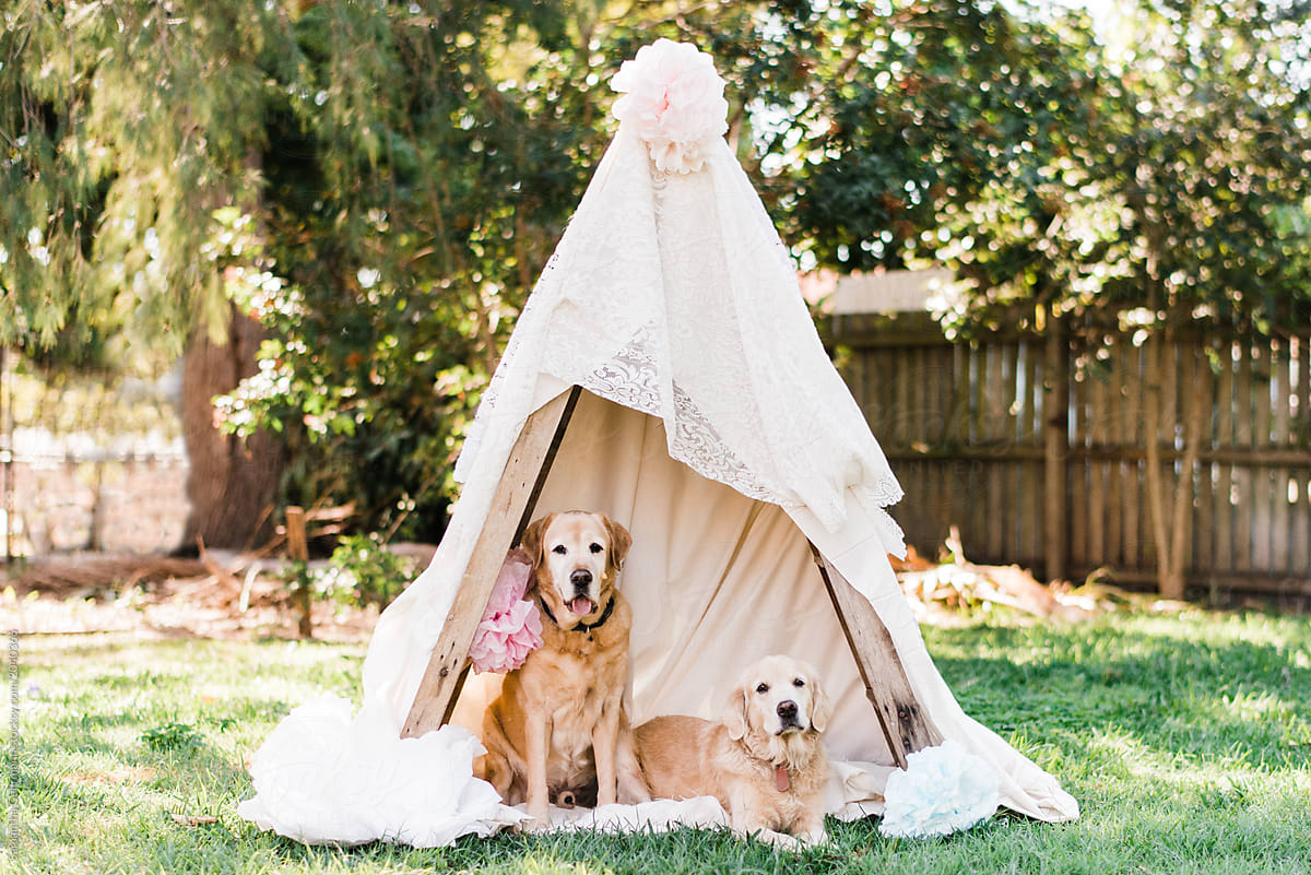 old dogs in teepee