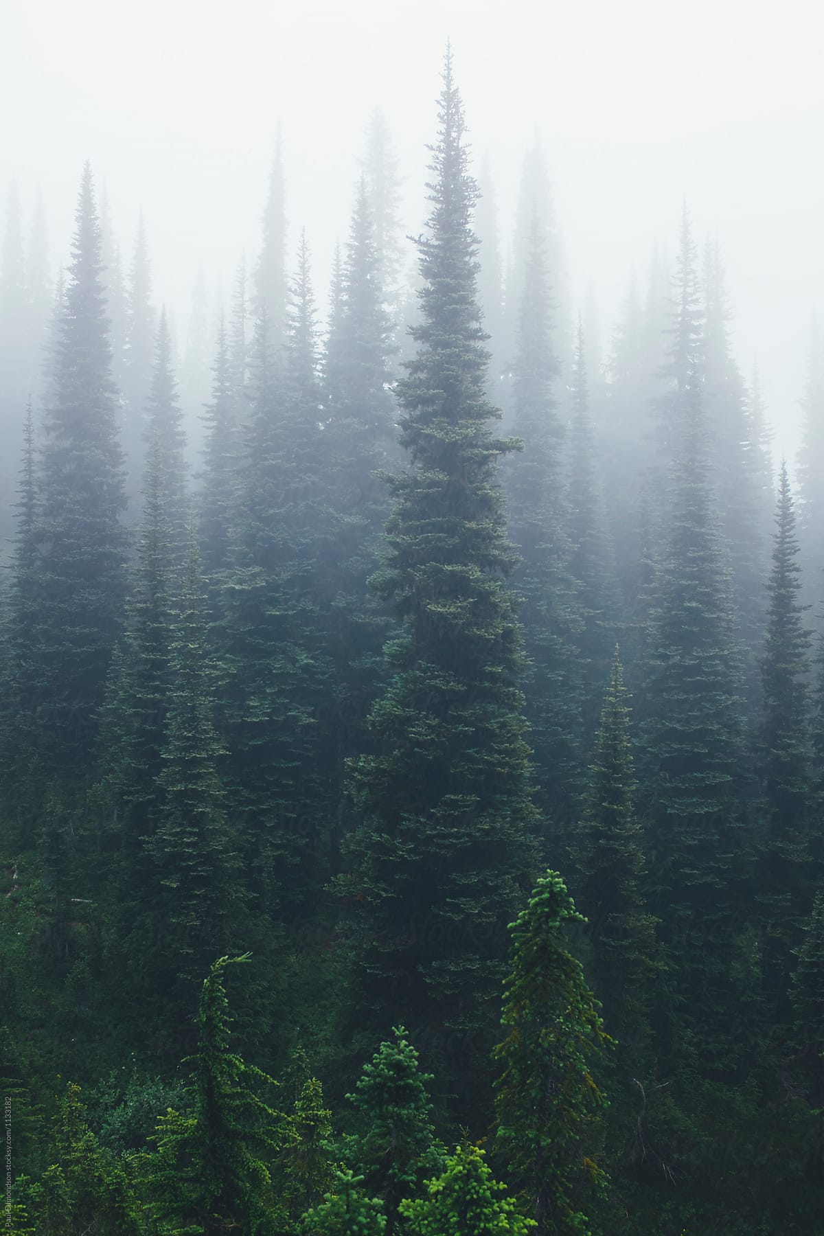Heavy fog in alpine forest, North Cascades, WA