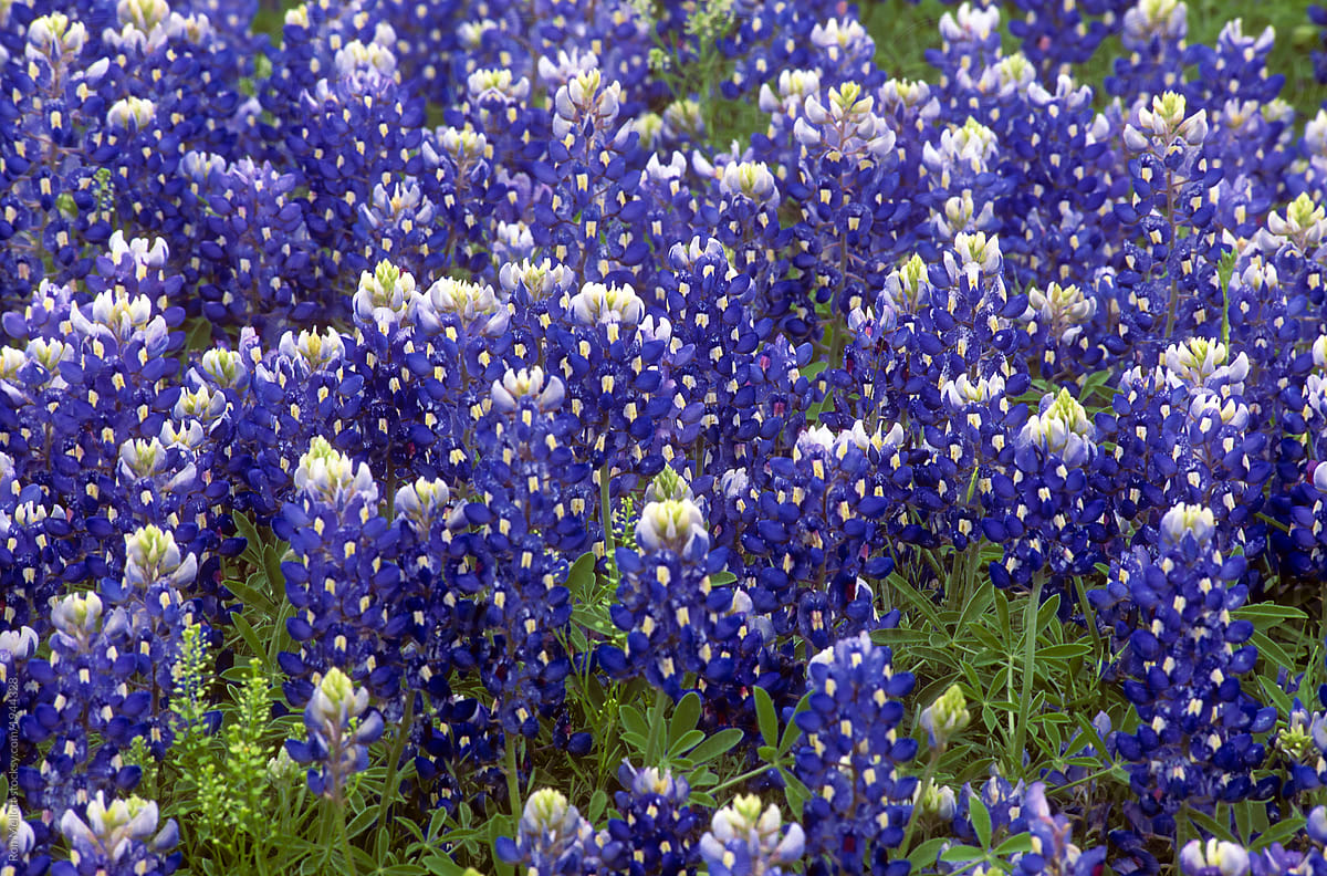 Field of Texas bluebonnets (Lupinus texensis) blooming in the Hill Country of central Texas.
