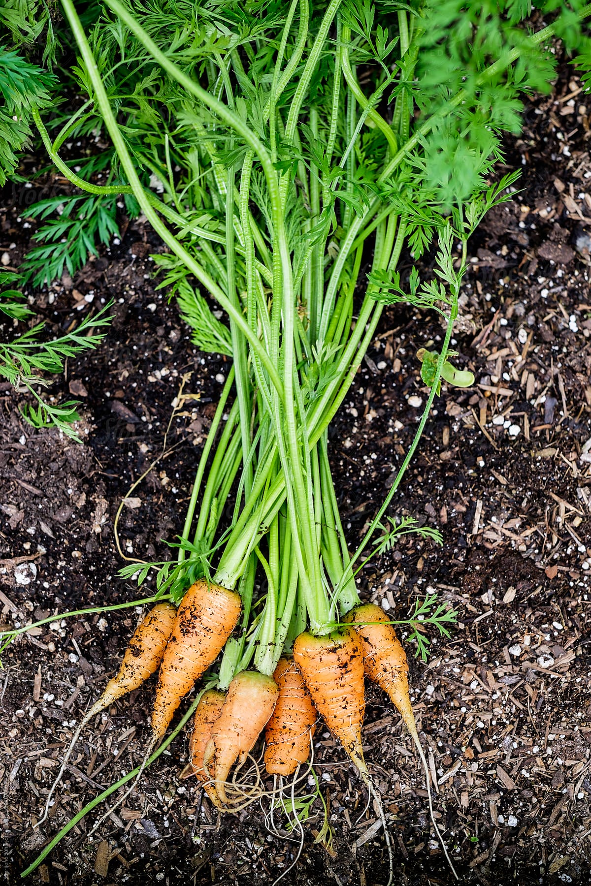 Organic baby carrots