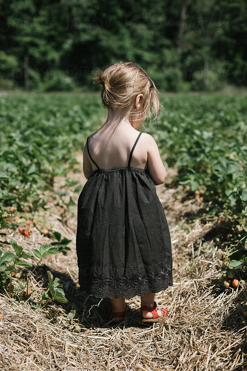 Toddler Picking Fresh Strawberries in a Field