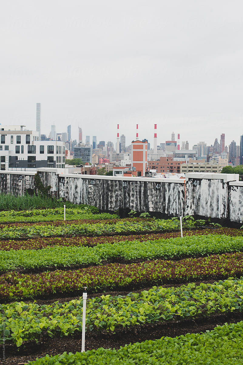 Rooftop urban farm in the city