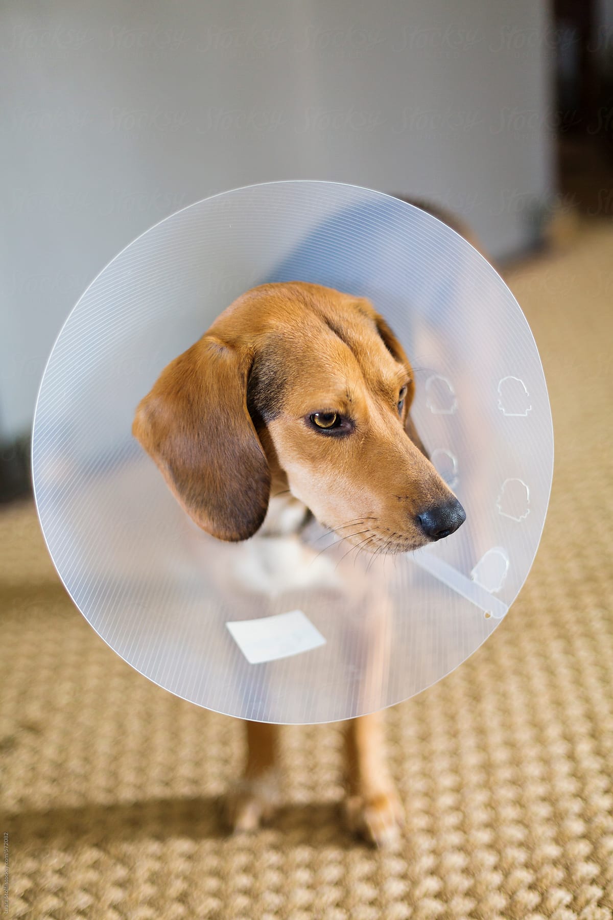 Bloodhund dog stands in living room wearing elizabethan collar