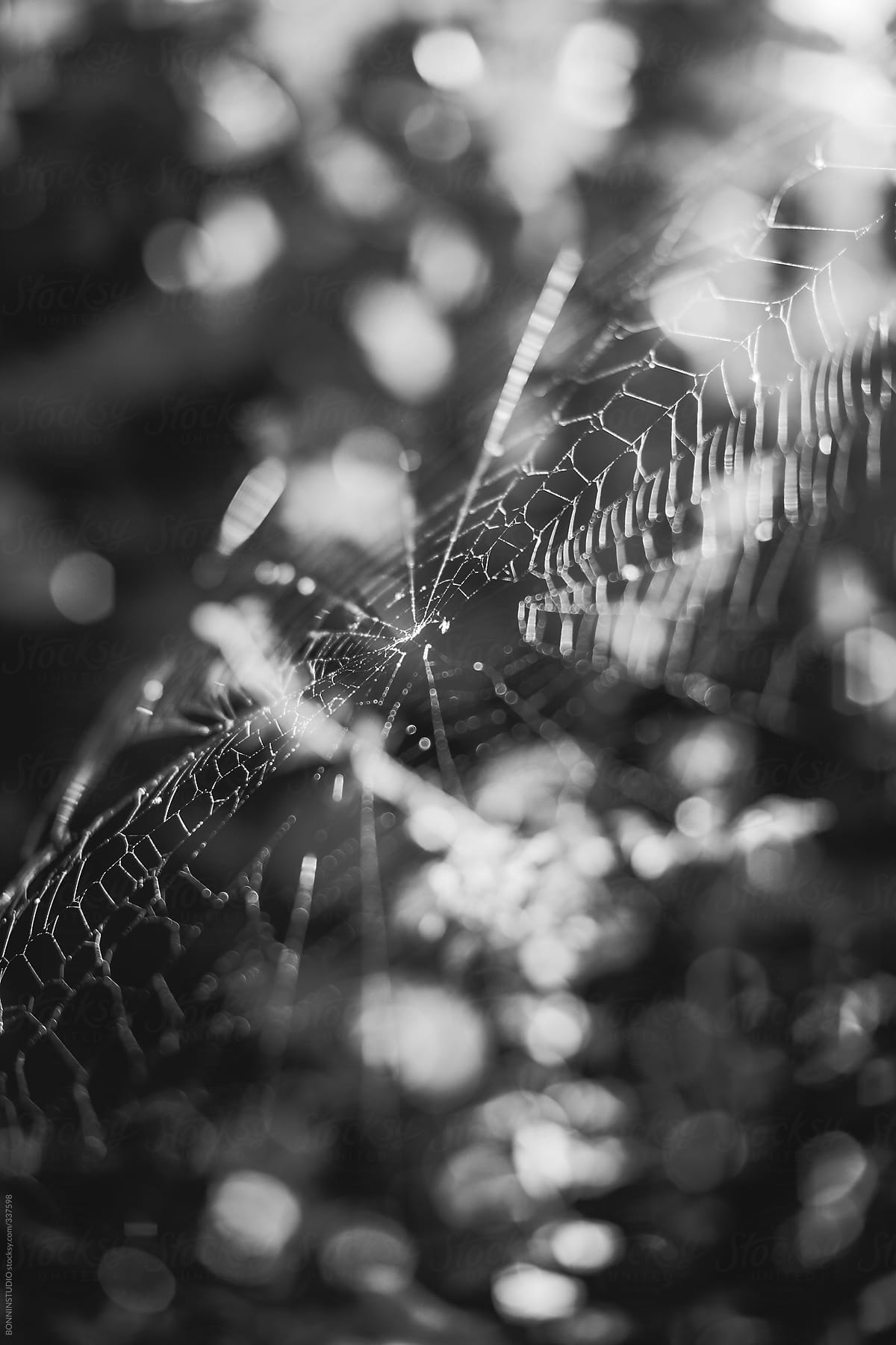 Spider web halloween background.