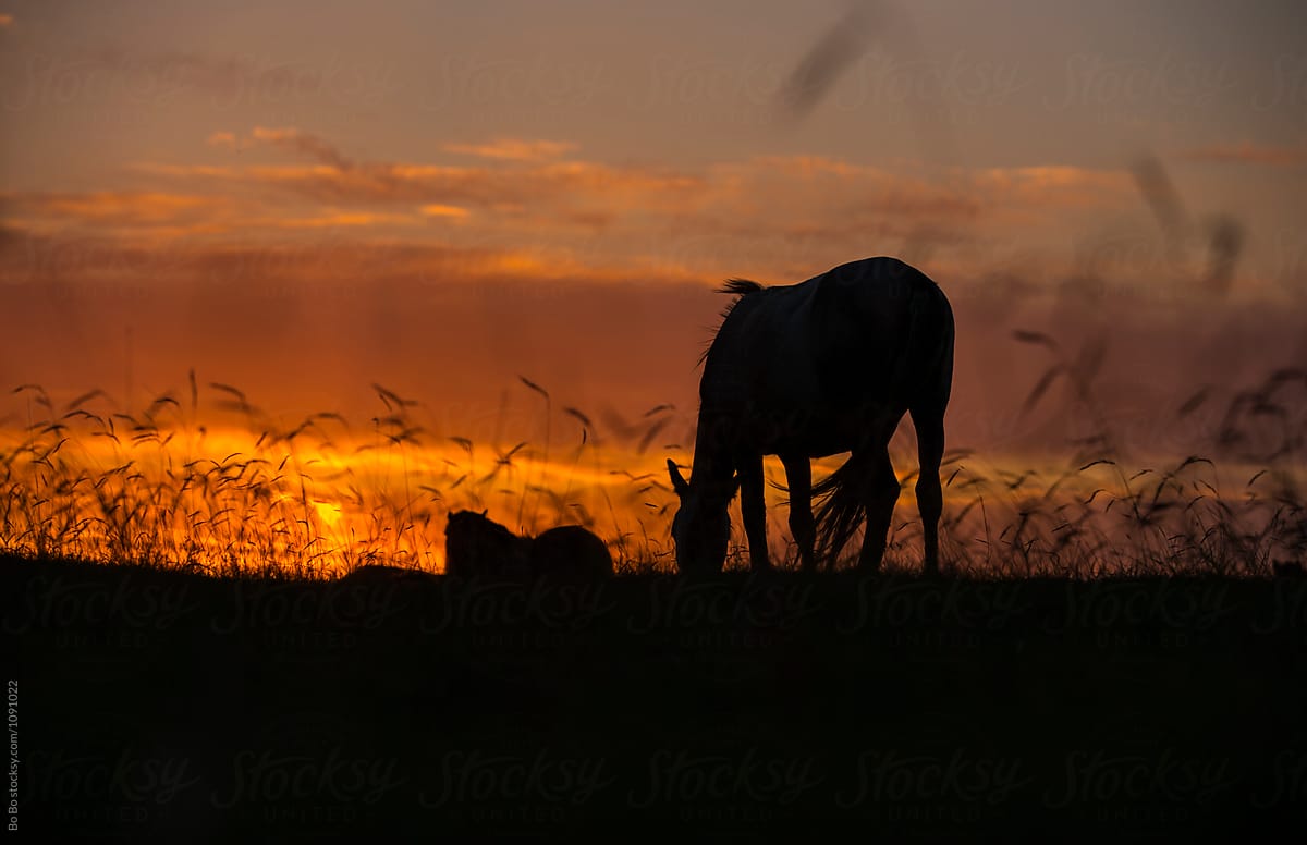 horse grazing on grassland at sunset