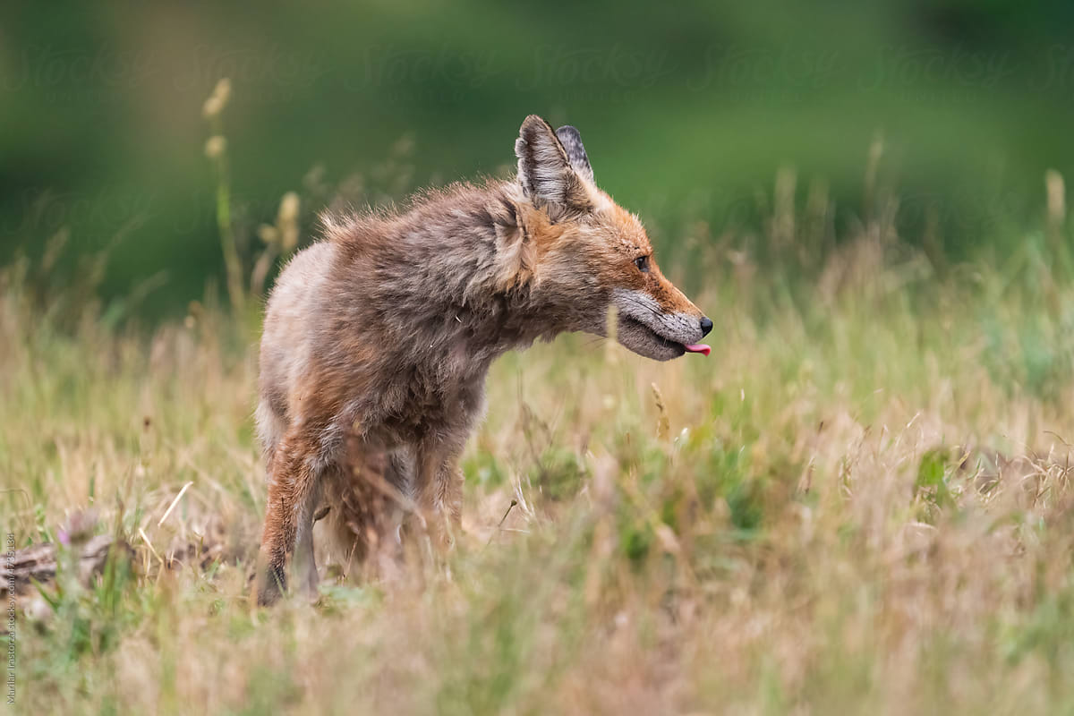 Red Fox In Its Habitat