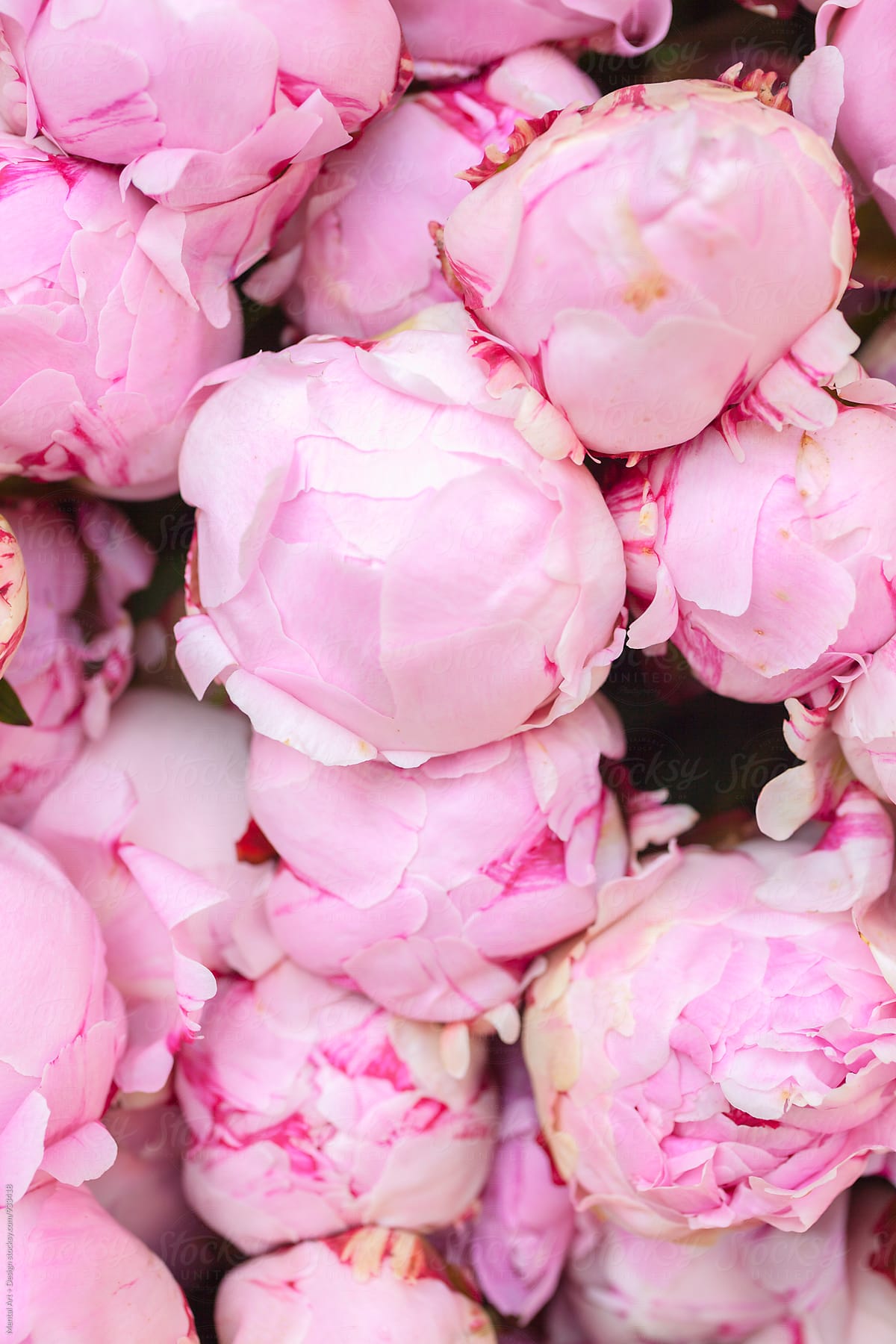 Stacked Peony flowers