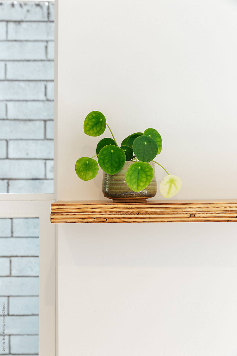money plant on a wood shelf