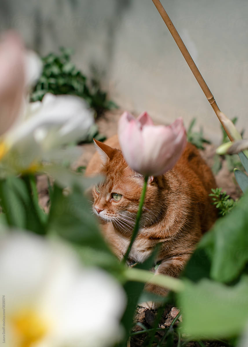 Cat close to tulips flowers