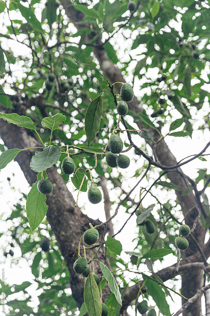 avocado tree with tiny green avocados