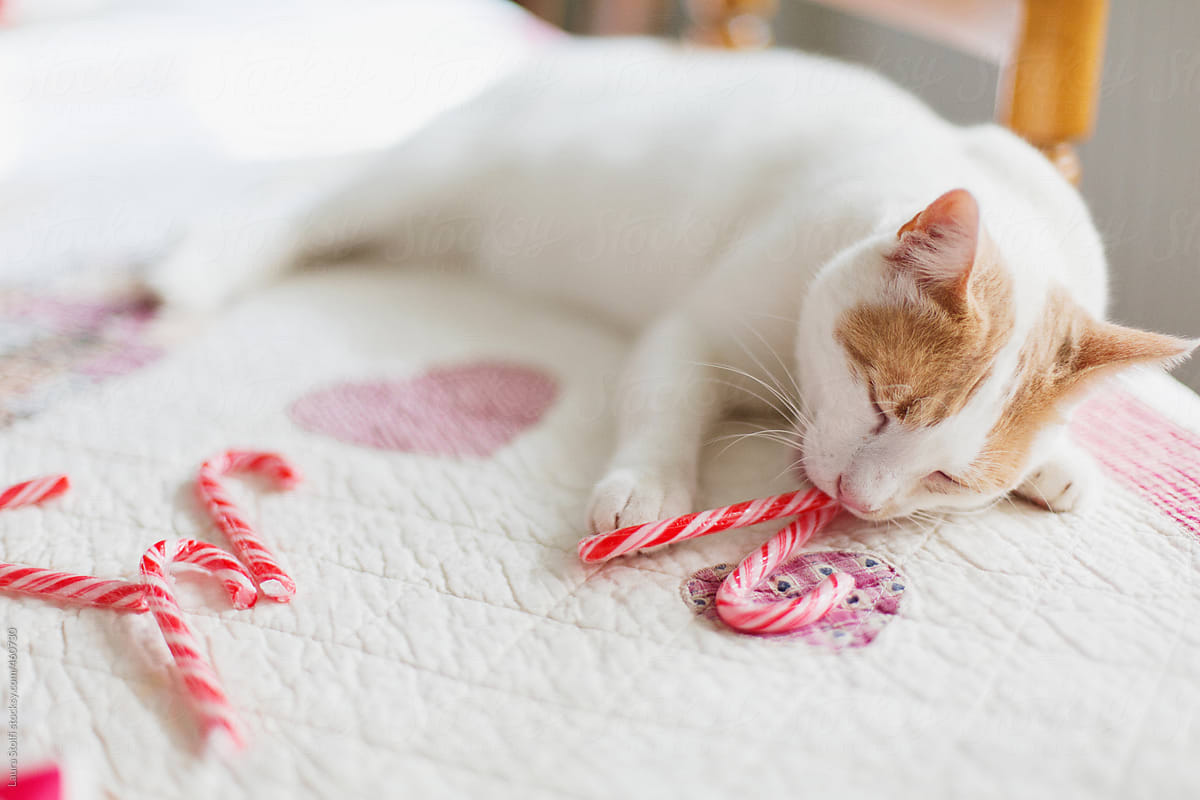 White and ginger cat lays on table and eats candy canes
