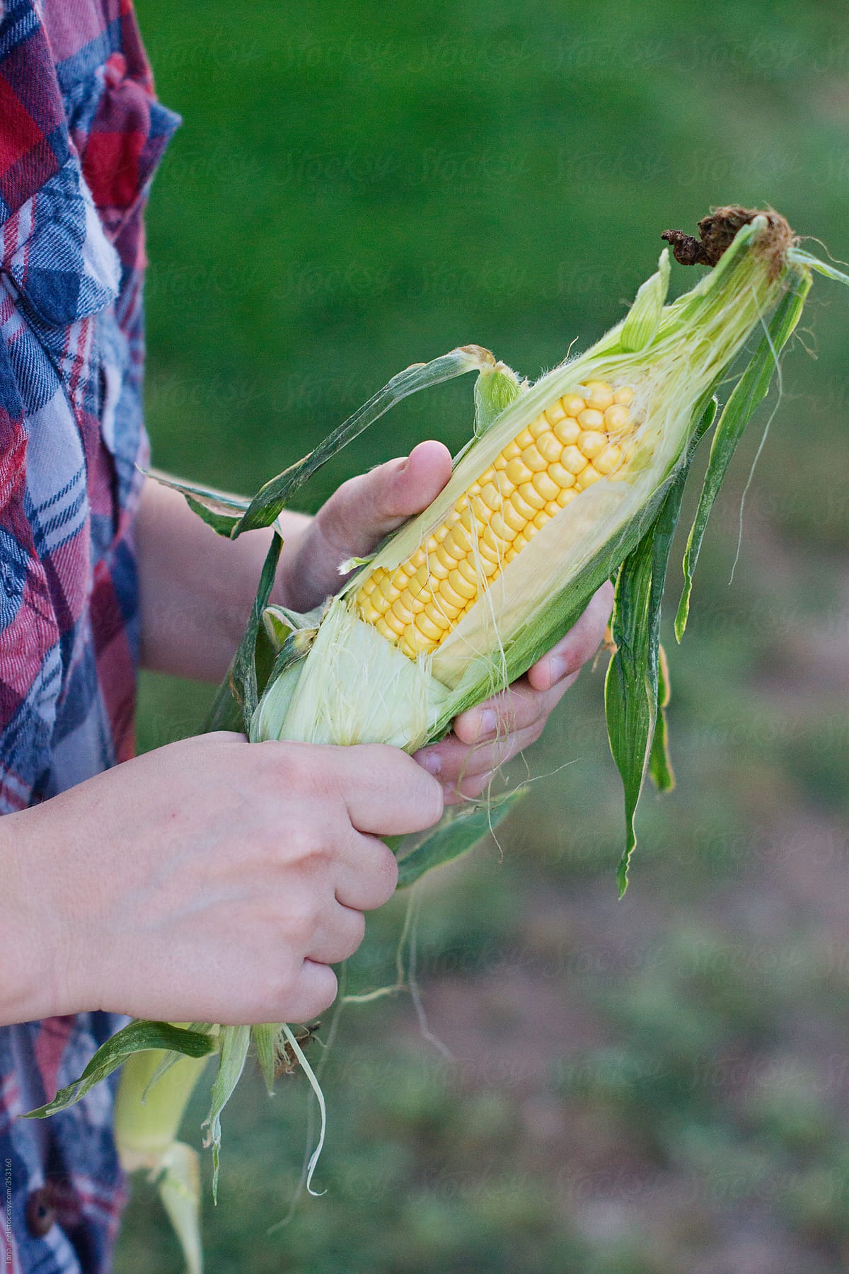 A husk pulled back to reveal corn kernels