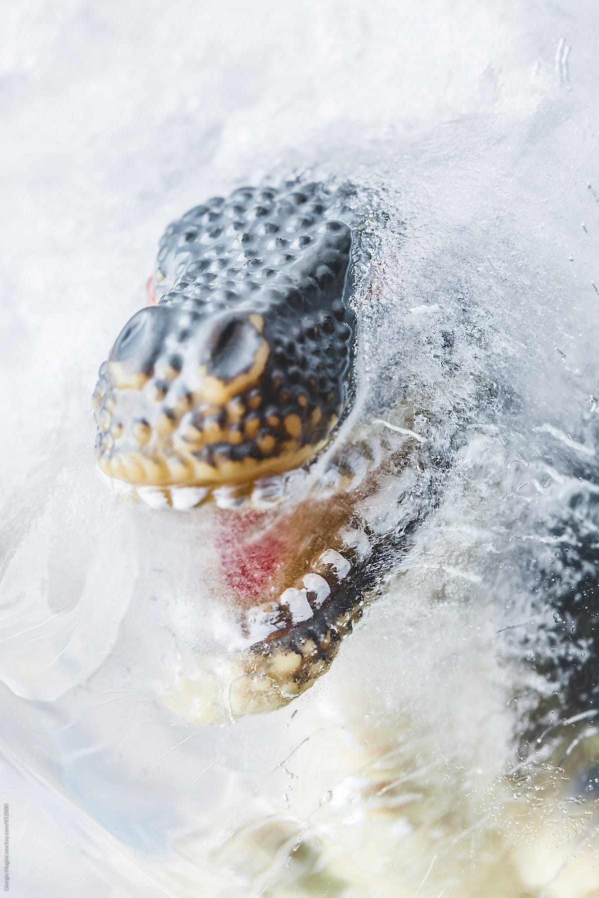 Dinosaur Toy in a Block of Ice