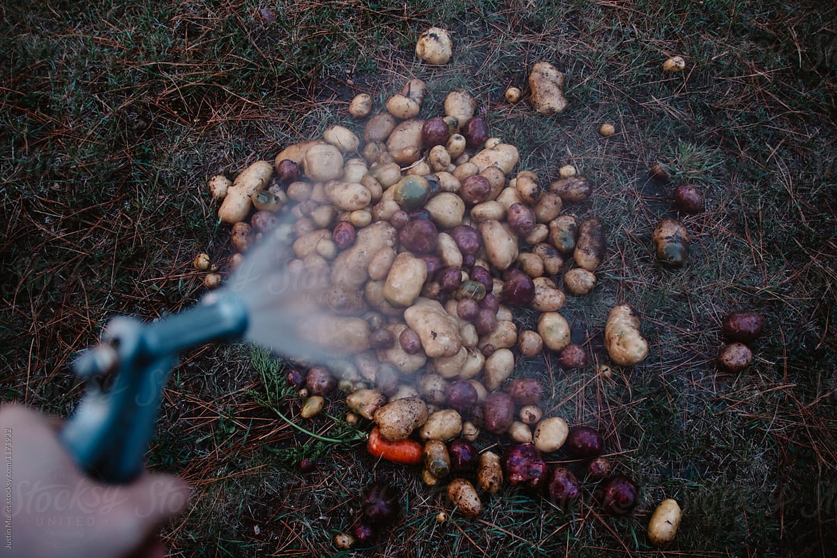 Spraying a fresh crop of potatoes