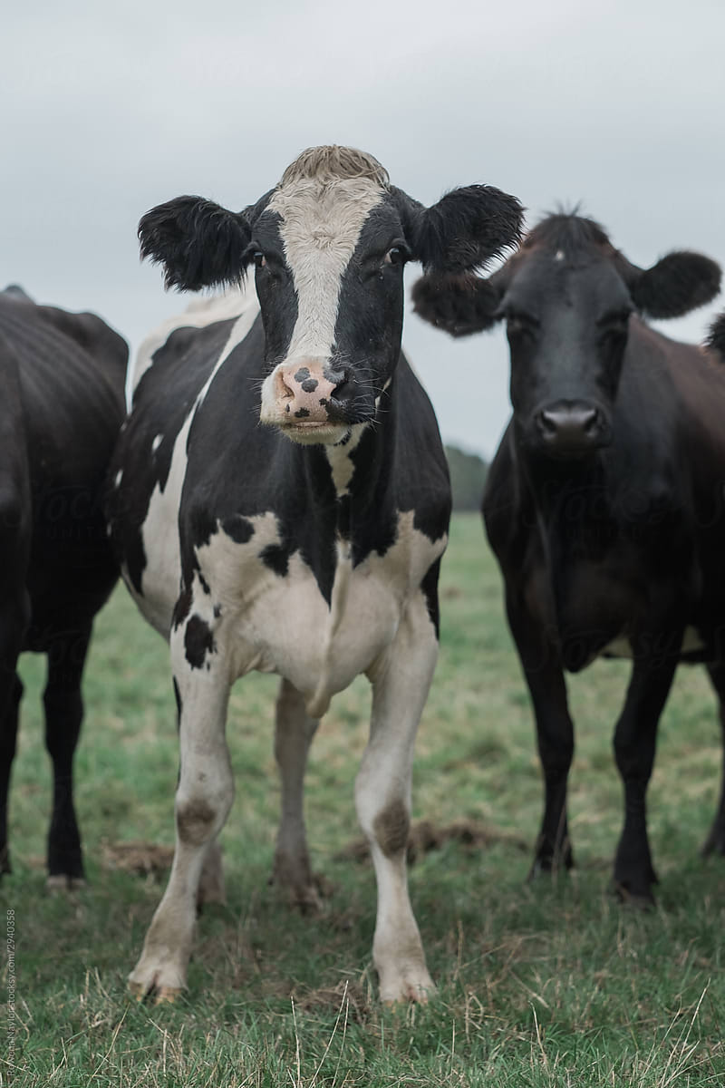 Portrait of dairy cow