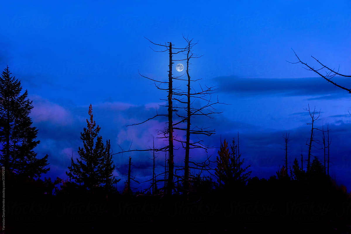 Night landscape with burnt trees and moon light in Kamchatka.