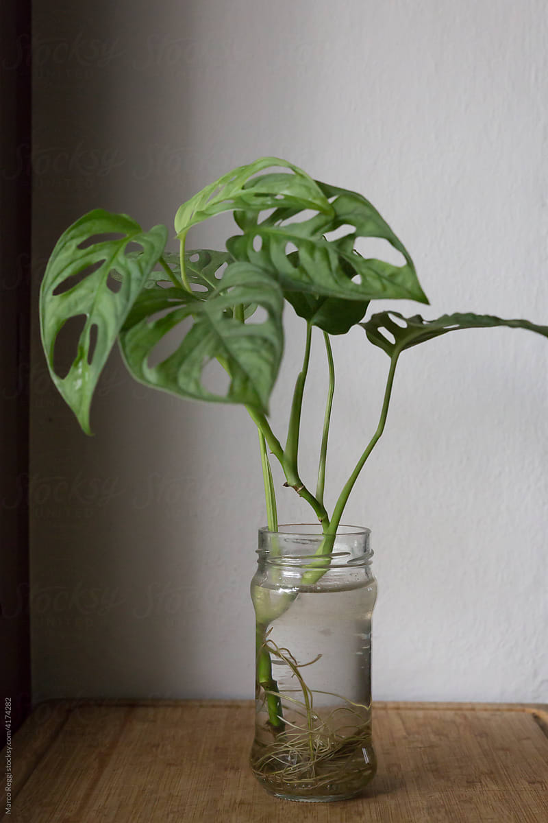 Monstera plant cutting in a jar.