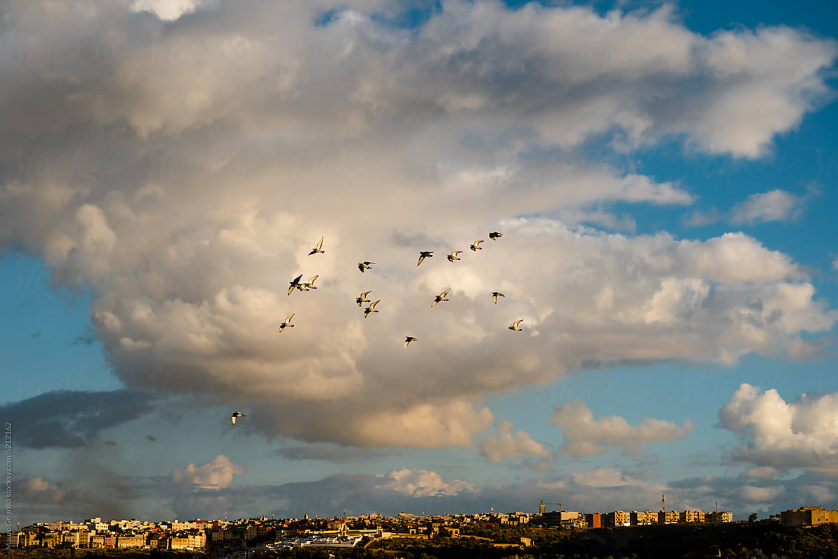 Birds flying over a city at sunset