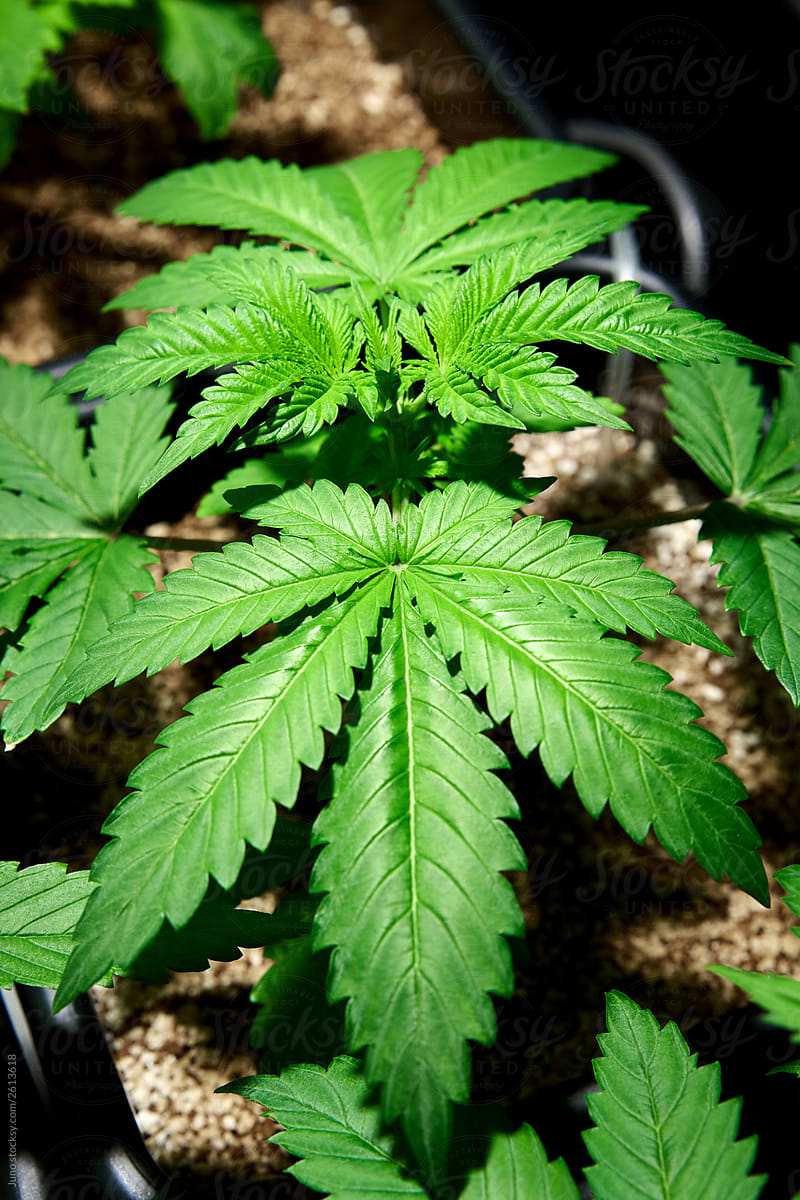 baby cannabis plant