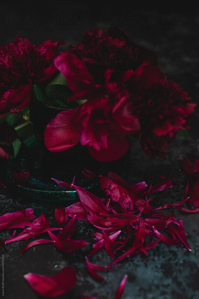 A bouquet of dark red peonies in vase with lots of fallen petals on the table
