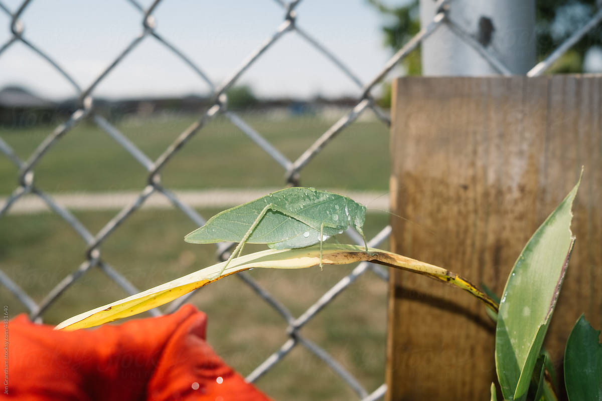 Leaf insect in a garden