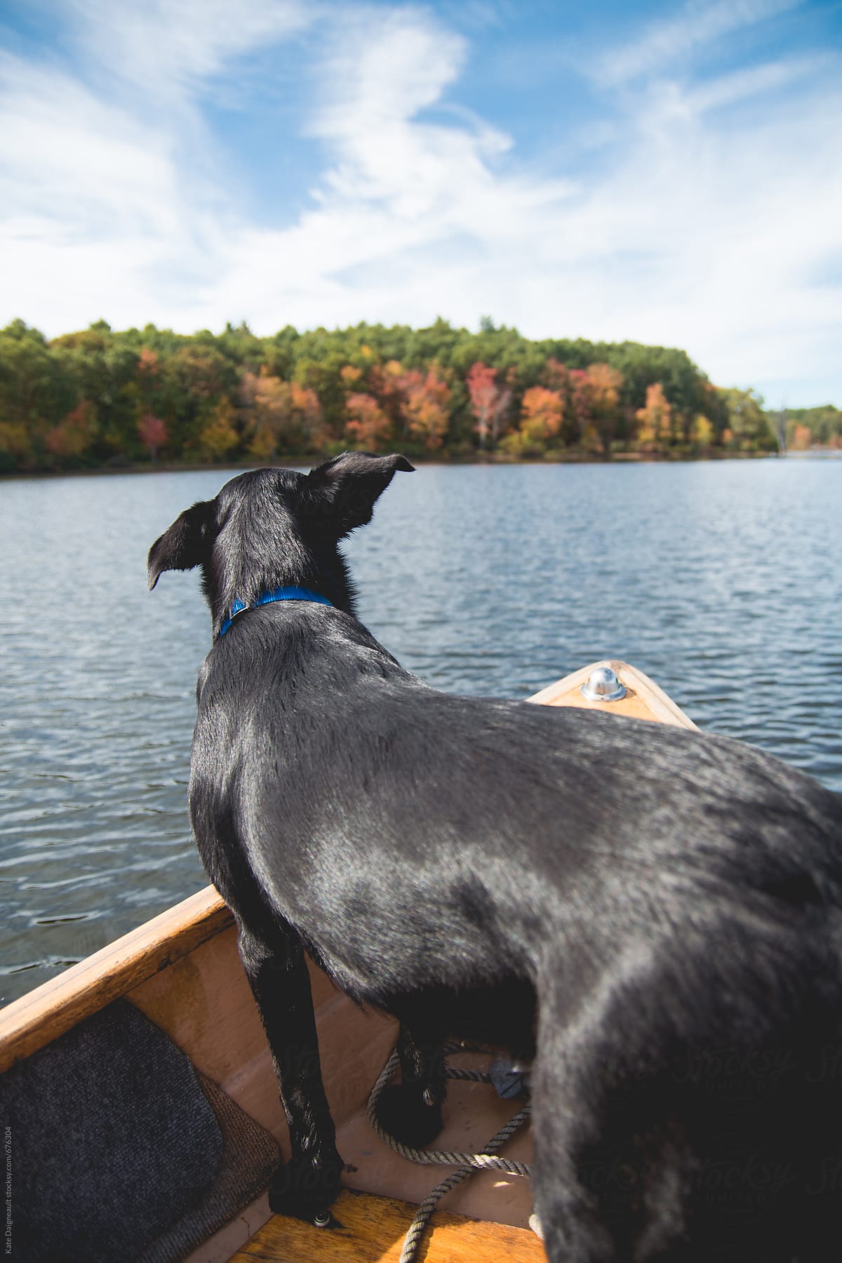 Happy dog on a boat in Autumn