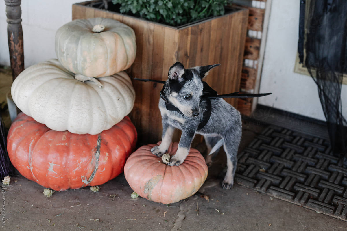 puppy wearing bat wings costume stands on pumpkin