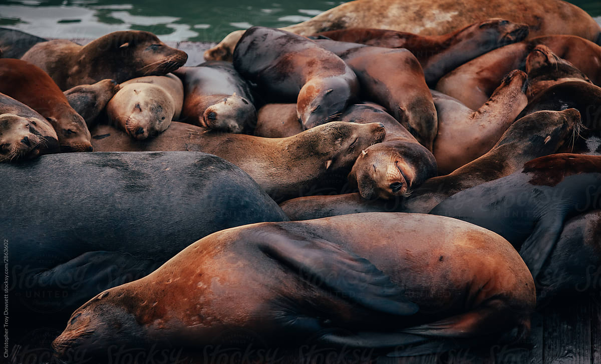 Sea Lions sleeping in a group