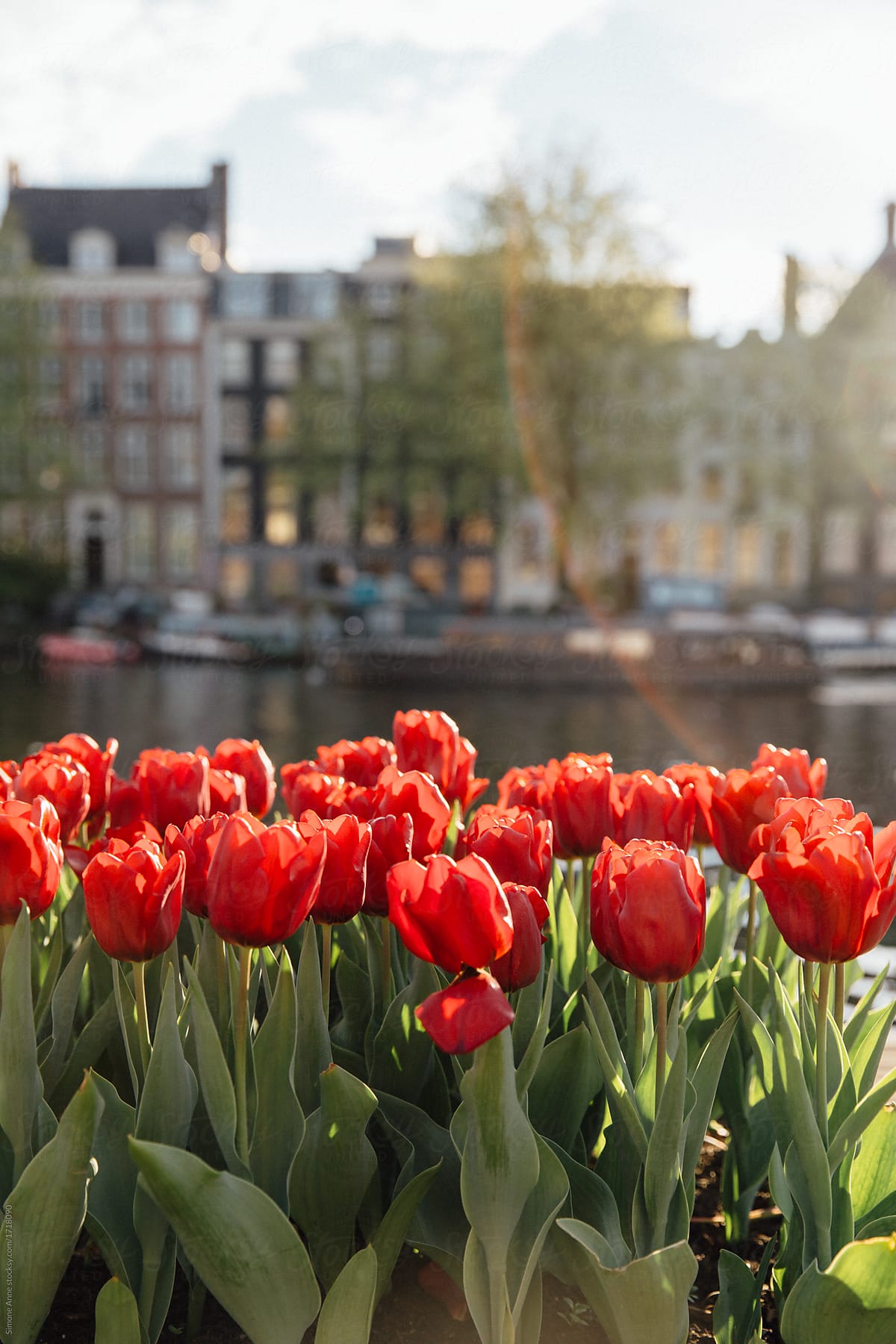 Red tulips in front of a canal and buildings in Amsterdam, the Netherlands.