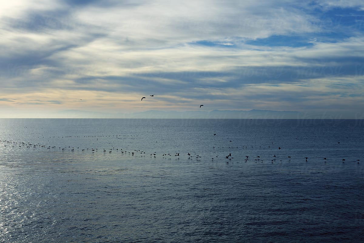 Pelicans flying low along the ocean in a line