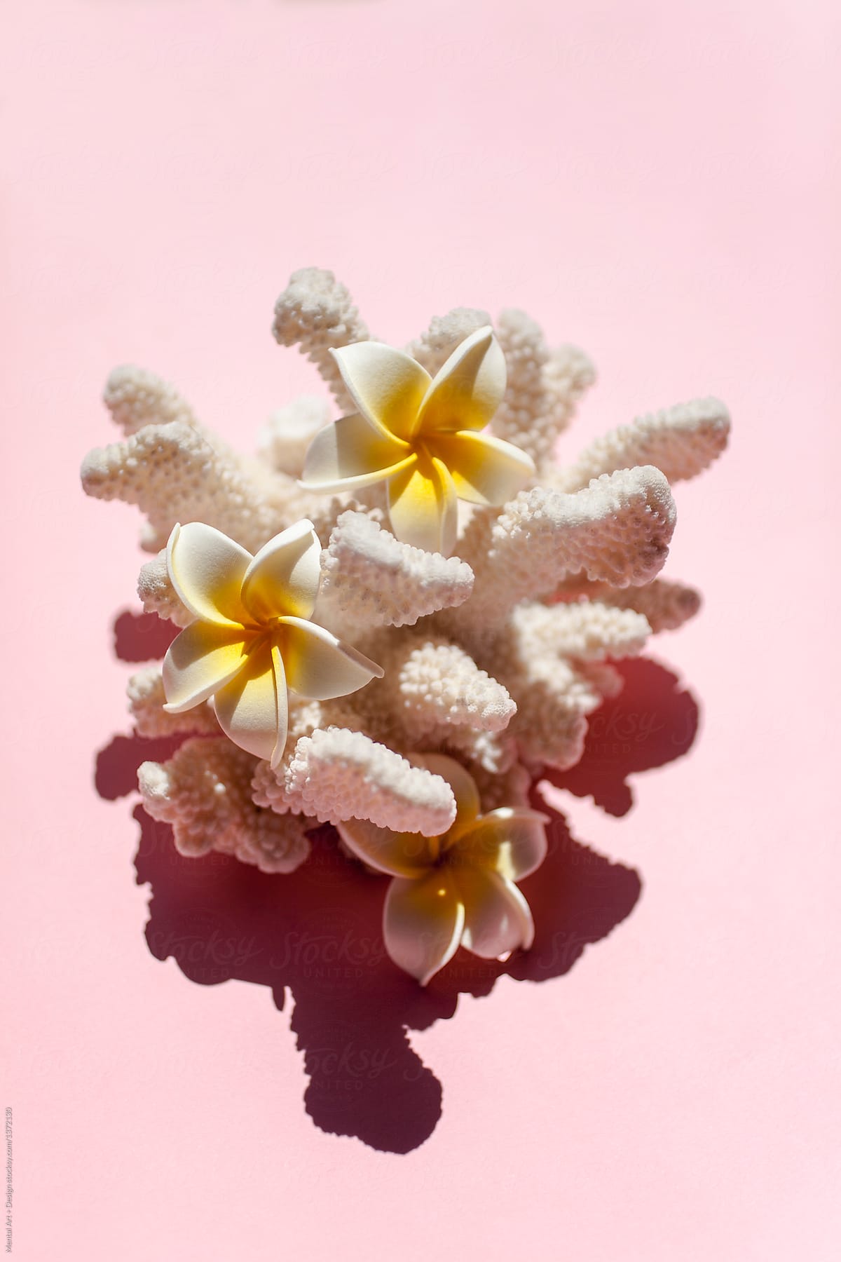 Tropical Shells and Coral with Flowers