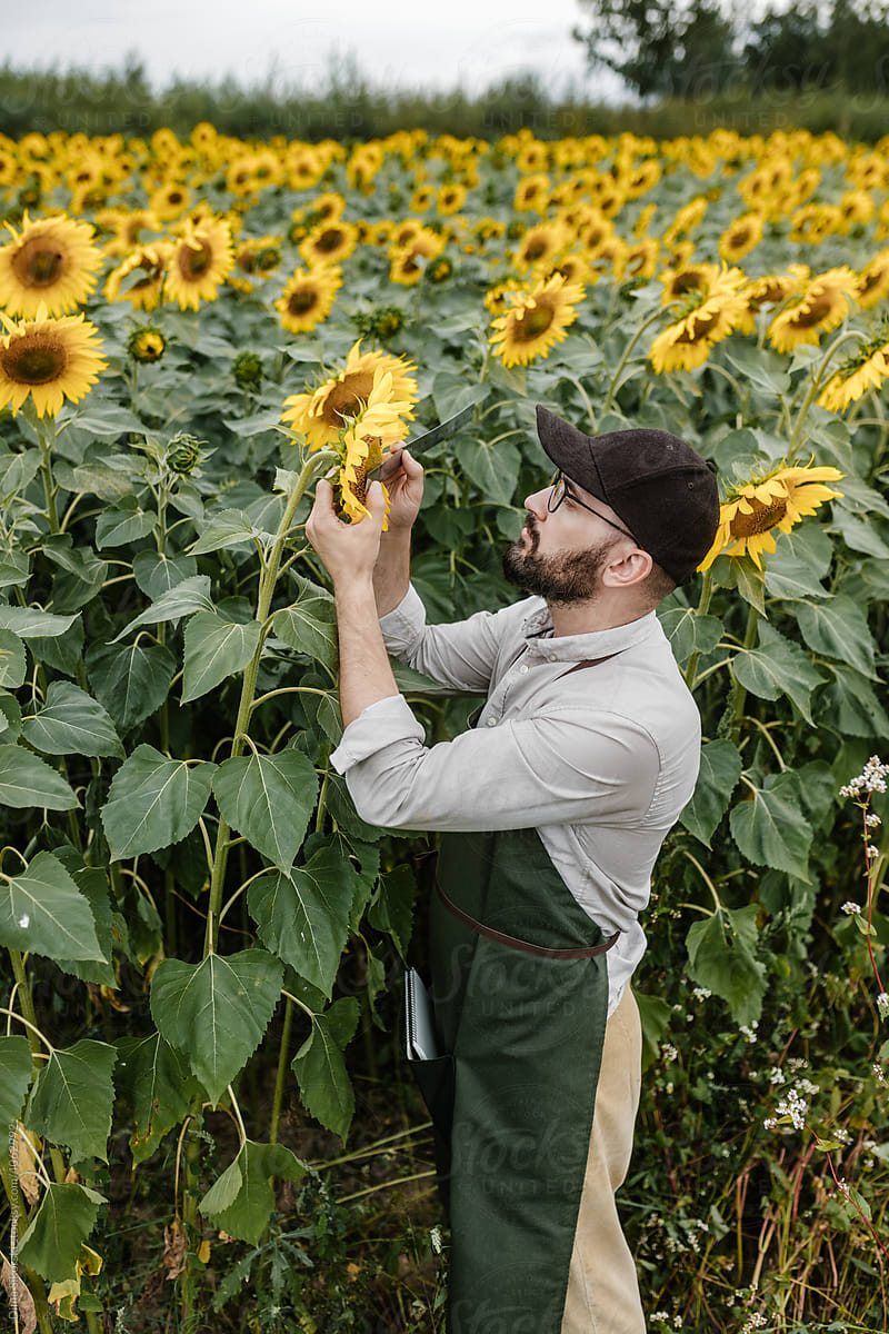 A farmer works with a sunflower