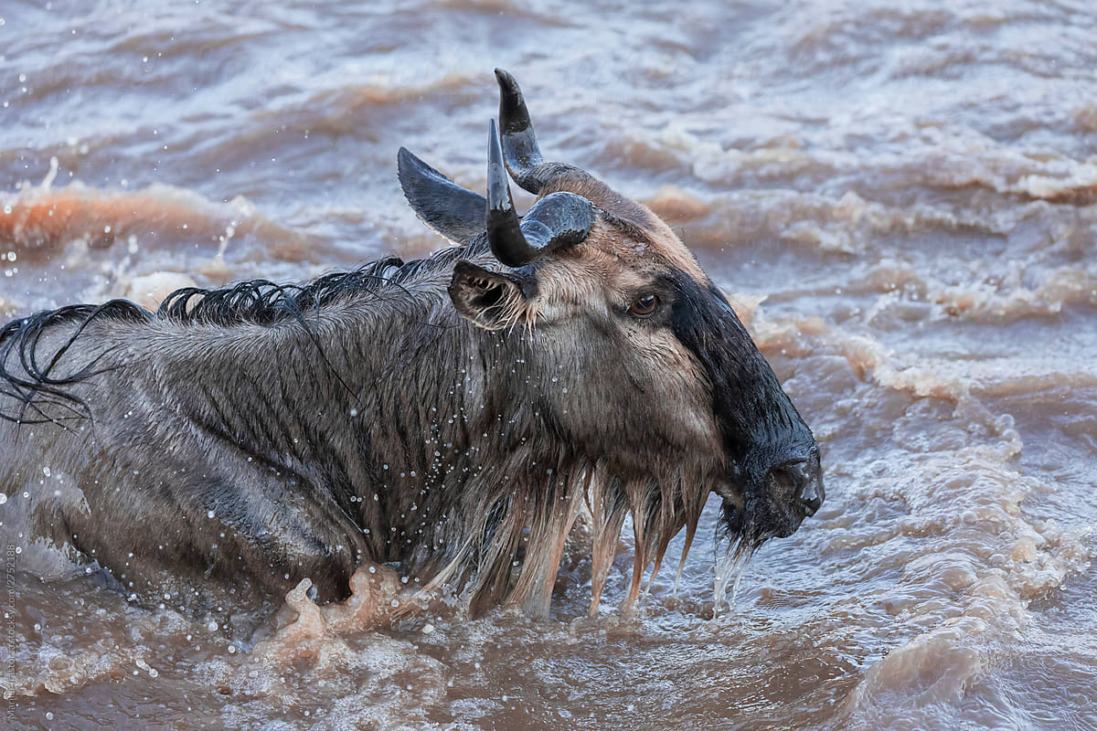 Wildebeests are crossing Mara River. Great Migration, Kenya