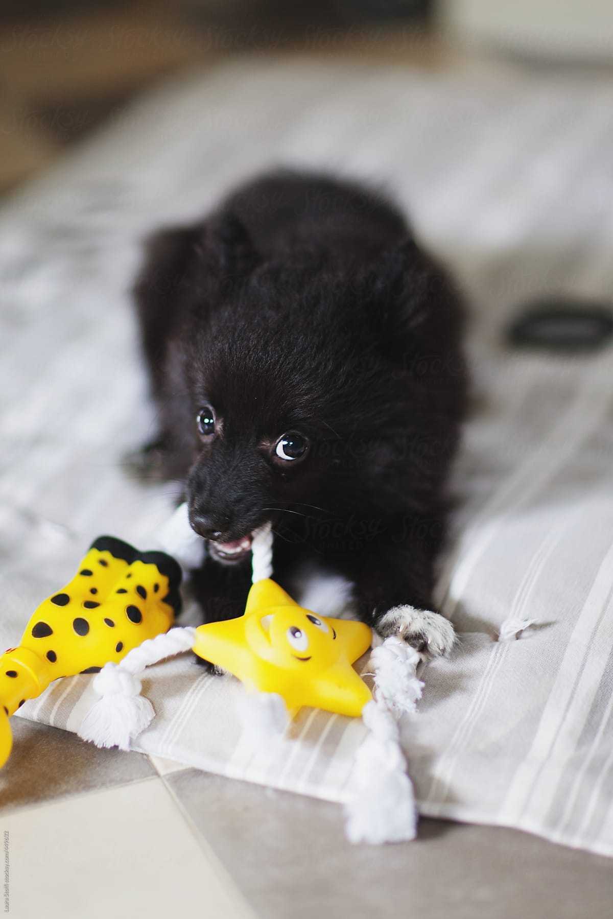 Black pomeranian puppy chewing her rubber toy and looking at the camera