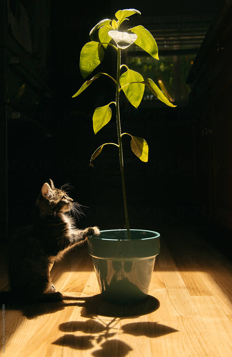 Kitten and Plant