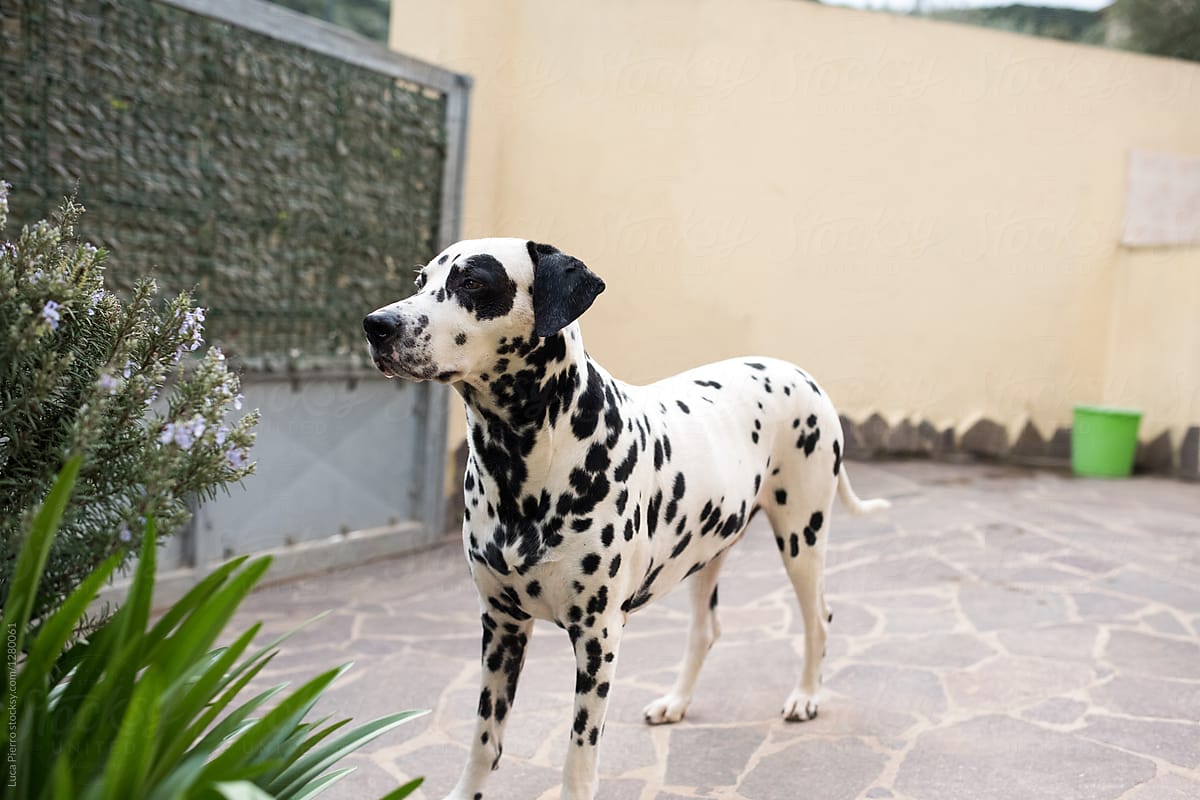 Dalmatian dog in a courtyard