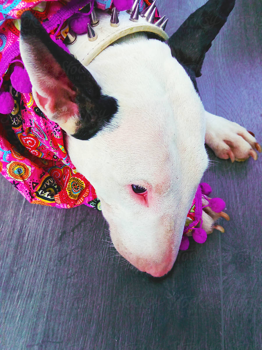 Short-haired big ears bull terrier posing on the floor.