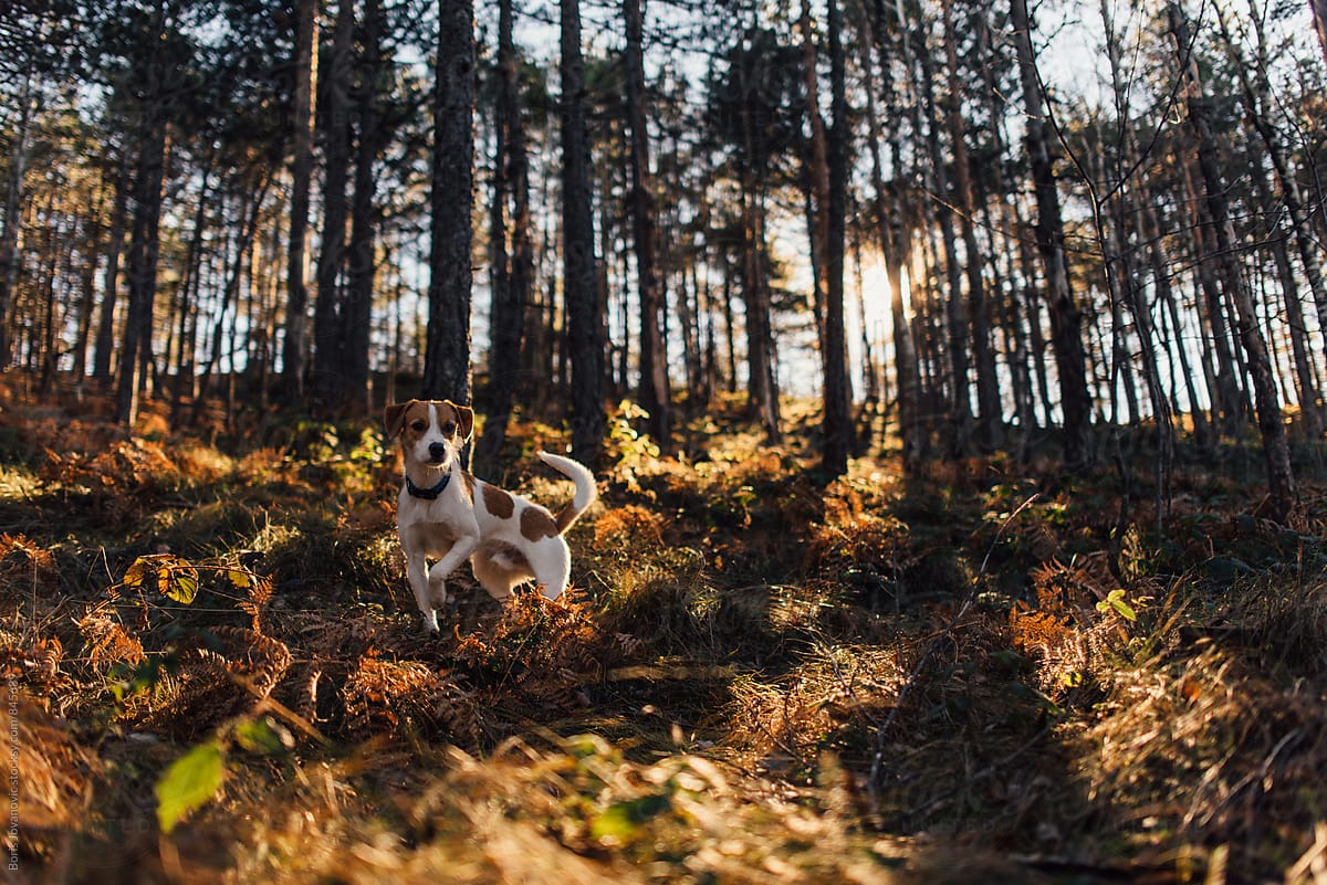 A dog standing in the forest