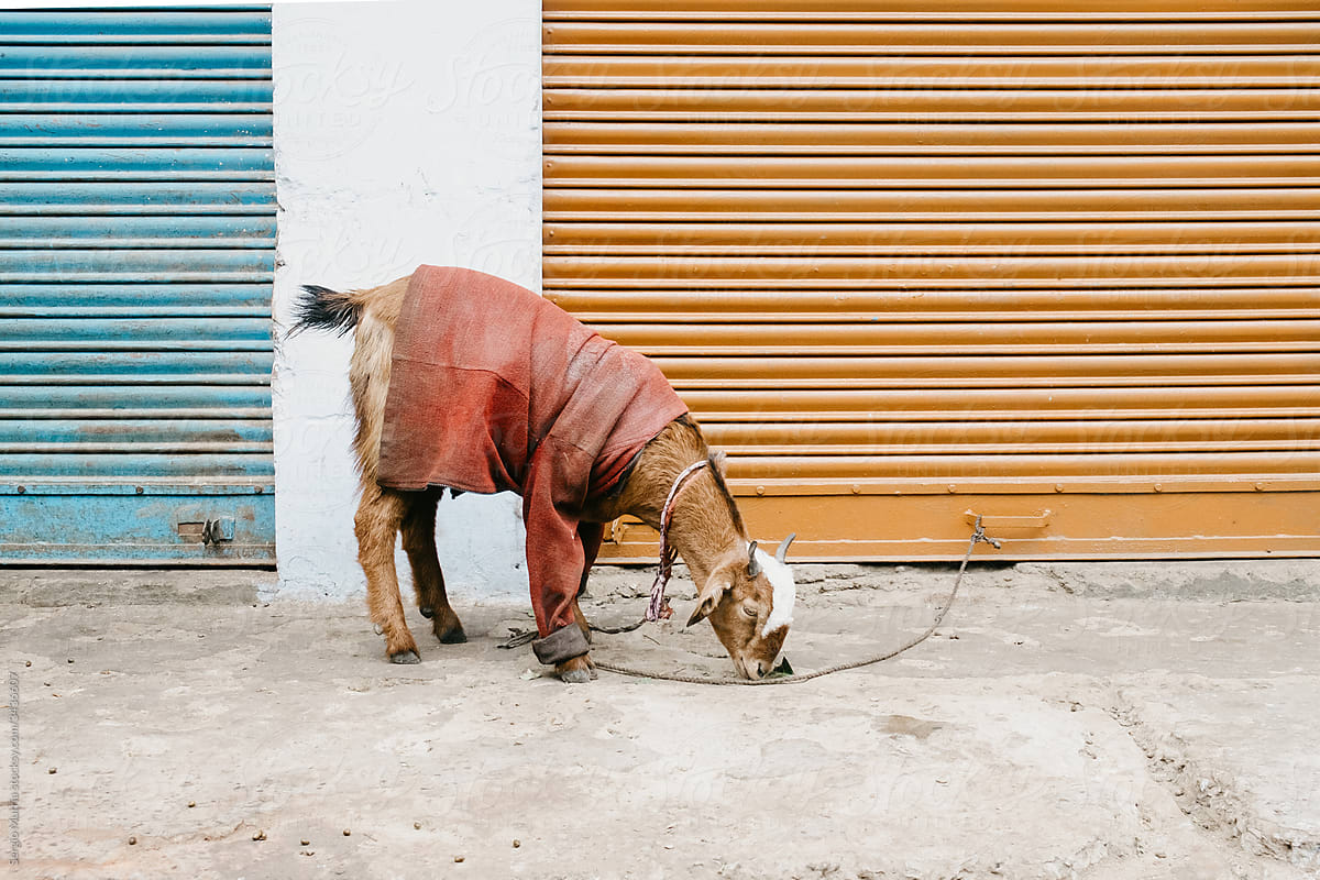 Tied goat with jacket & colored doors in the background
