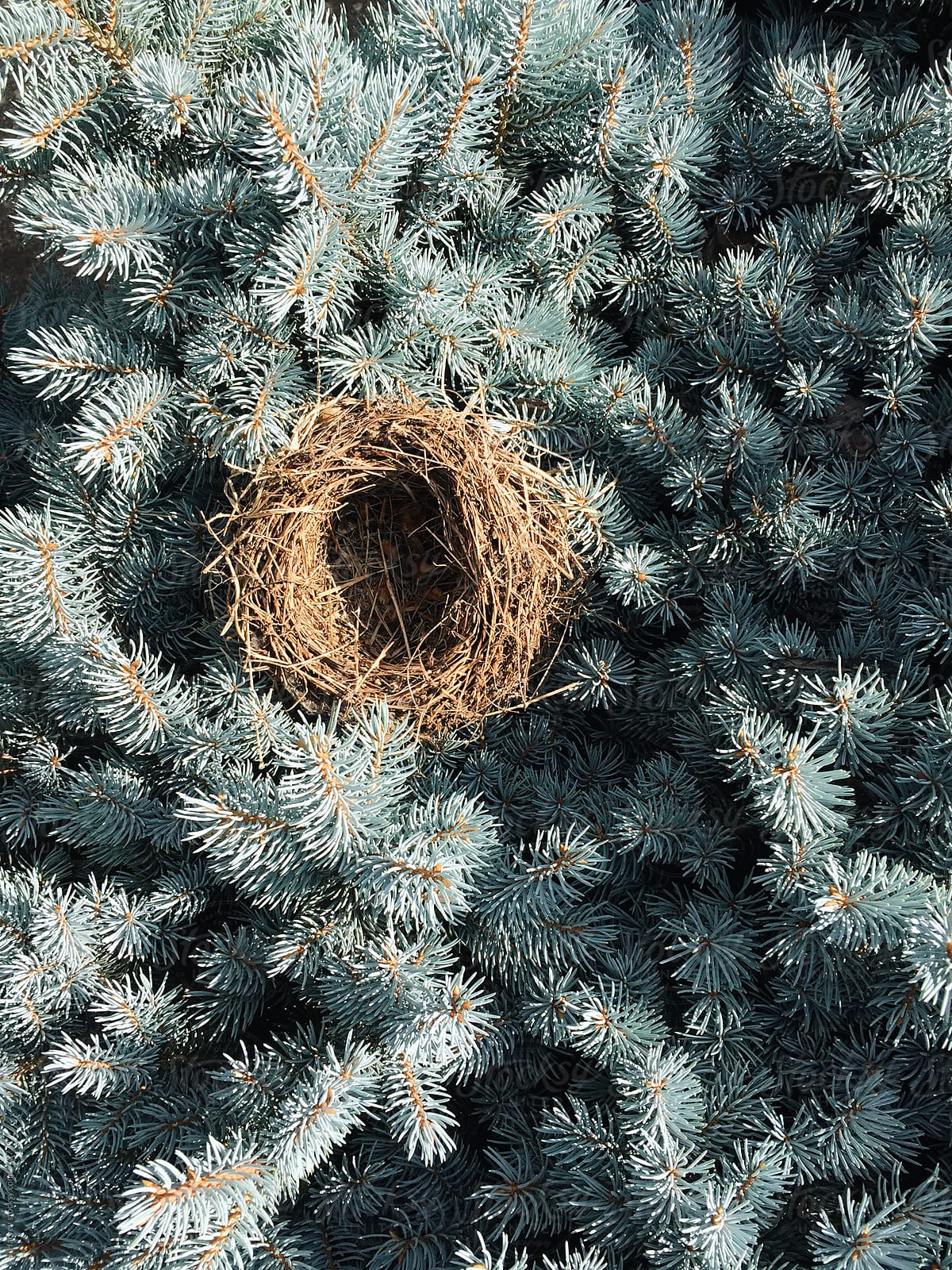 Bird\'s Nest In Bush