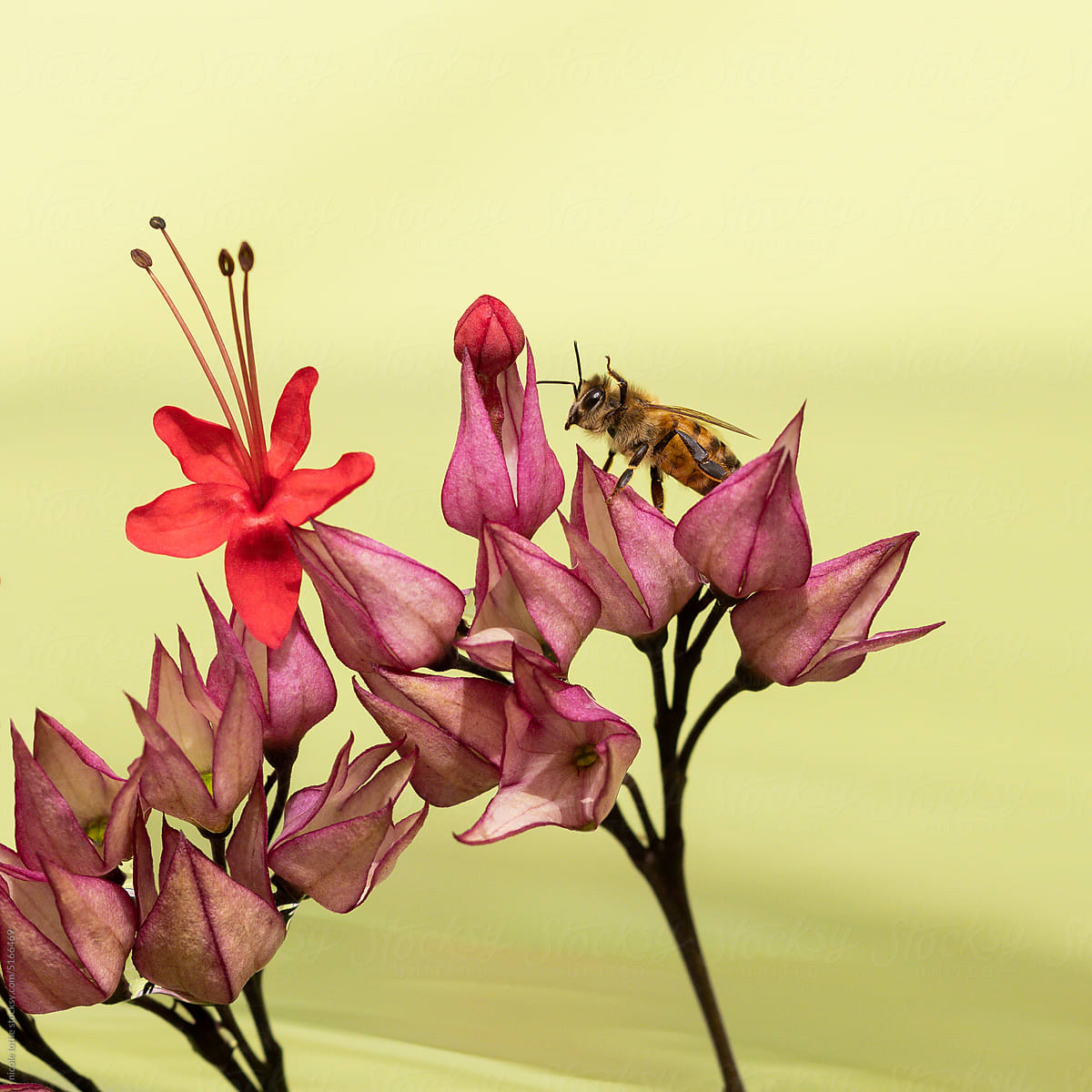 Bee on pink flower forearm raised.