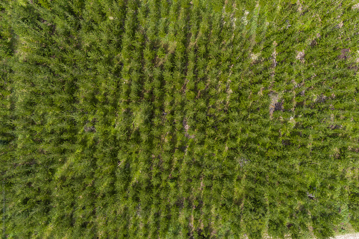 New growth pine tree plantation