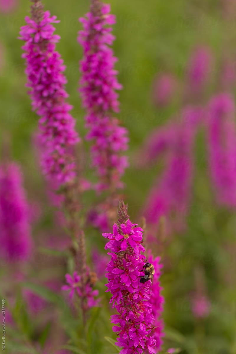 Bee amongst pink wildflowers