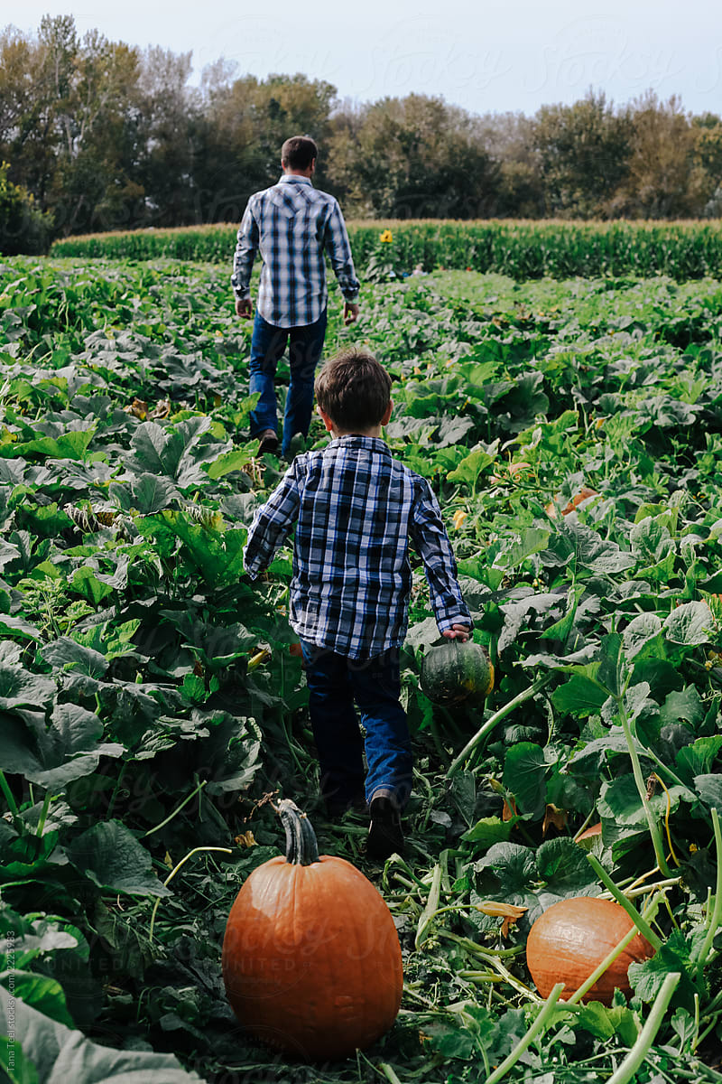 father and son walk through pumpkin patch
