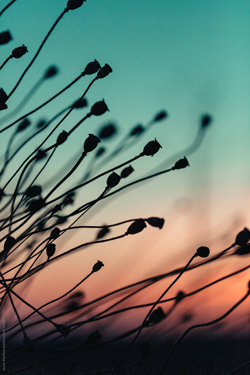 Silhouettes of dry flowers with unfocused sky