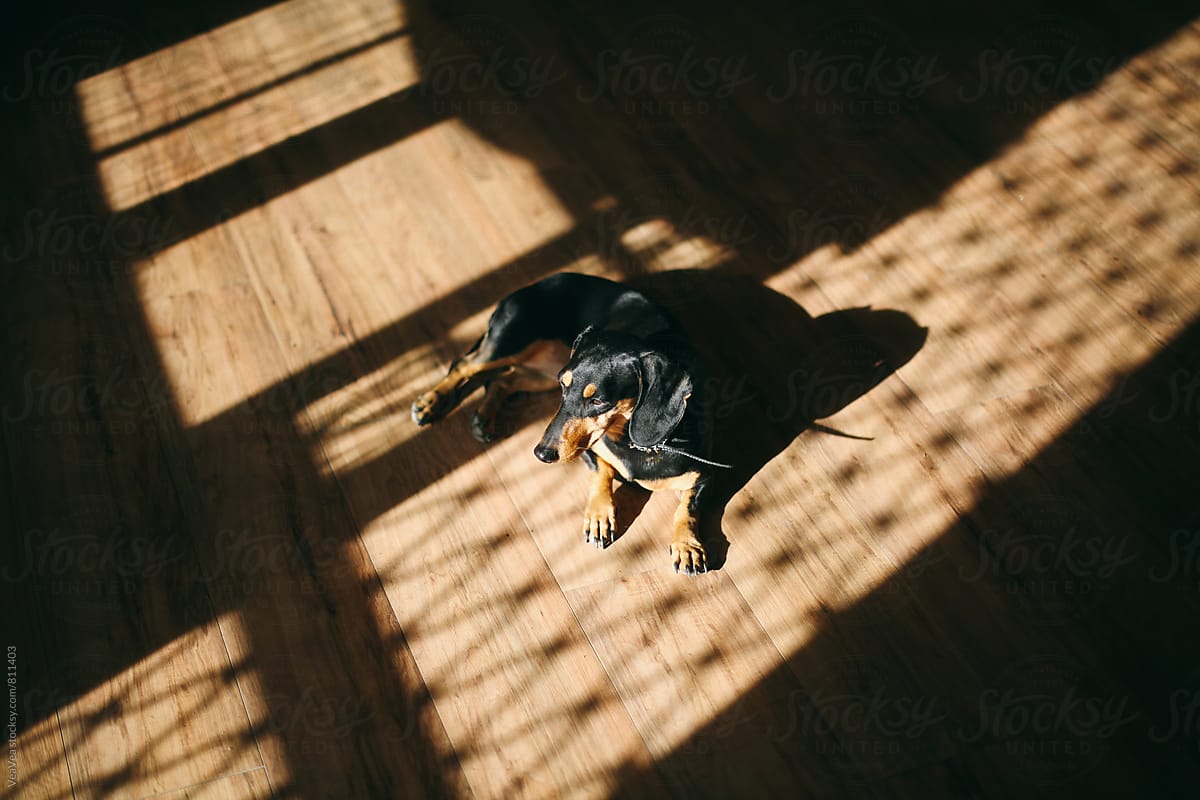 Small black dog lying on the floor indoor