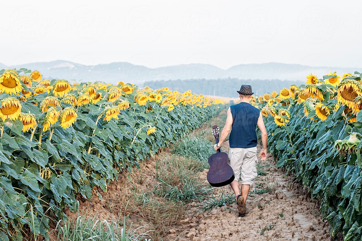 Guitar player walking away in the middle of the sunflower field