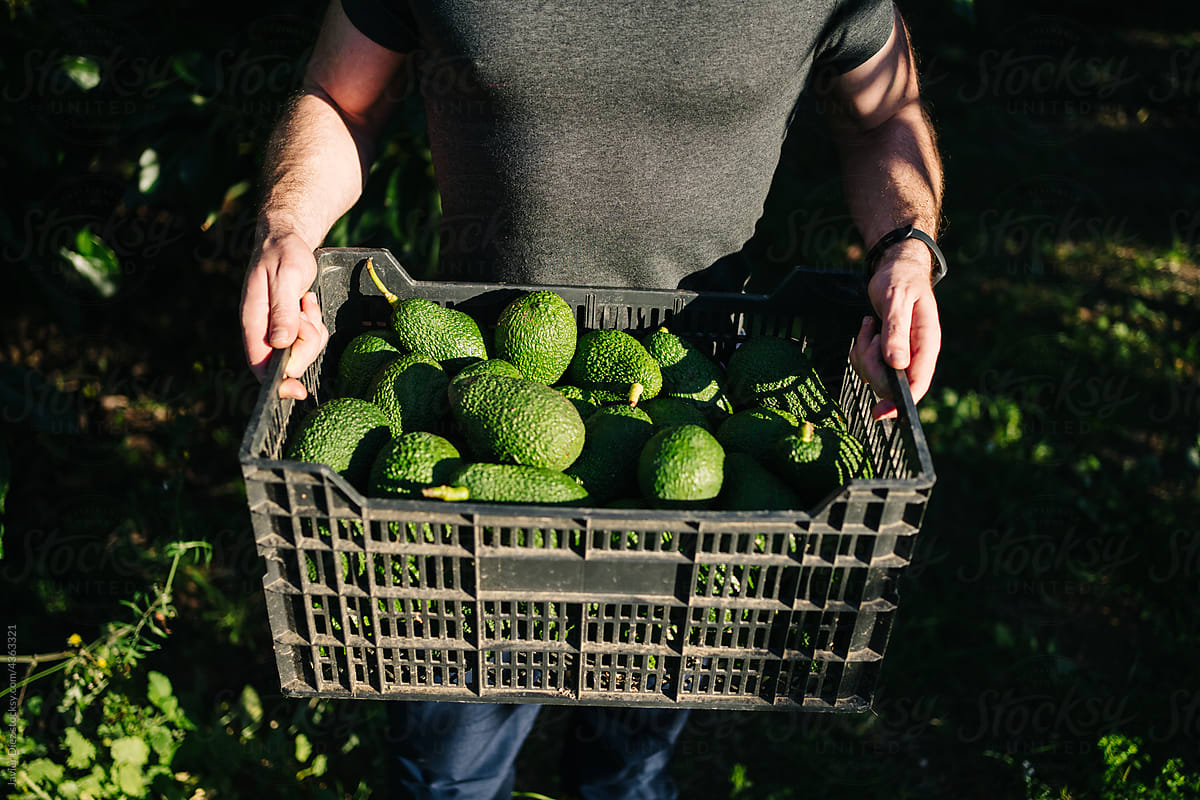 Crop male farmer carrying box with avocados